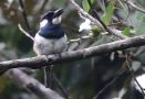 Black-breasted Puffbird (Notharchus pectoralis), Panama 2nd of January 2020 Photo: Klaus Malling Olsen