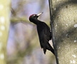 Black Woodpecker, Male., Denmark 28th of March 2020 Photo: Hans Henrik Larsen