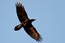 Northern Raven, Spain 9th of January 2020 Photo: Helge Sørensen
