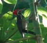 Lineated Woodpecker, Costa Rica 10th of February 2020 Photo: Erik Biering
