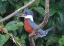 Ringed Kingfisher, Costa Rica 7. februar 2020 Foto: Erik Biering