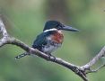 Green Kingfisher, Costa Rica 7th of February 2020 Photo: Erik Biering