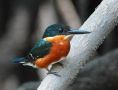 American Pygmy Kingfisher, Costa Rica 15. februar 2020 Foto: Erik Biering