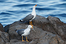 Yellow-legged Gull, ssp. atlantis, Spain 8th of January 2020 Photo: Helge Sørensen