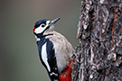 Great Spotted Woodpecker, ssp. canariensis, Spain 11th of January 2020 Photo: Helge Sørensen