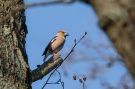 Hawfinch, Denmark 8th of April 2020 Photo: Keith Fox