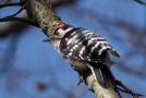 Lesser Spotted Woodpecker, Denmark 8th of April 2020 Photo: Torkild Kristensen