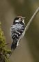 Lesser Spotted Woodpecker, han, Denmark 2nd of April 2020 Photo: John Larsen