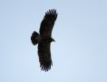 Lesser Spotted Eagle, Denmark 23rd of April 2020 Photo: Anders Jensen