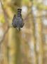 Eurasian Sparrowhawk, 2K han, Denmark 19th of April 2020 Photo: John Larsen