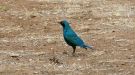 Greater Blue-eared Starling (Lamprotornis chalybaeus), South Africa 30th of October 2019 Photo: Michael Frank Nielsen