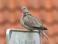 Eurasian Collared Dove, Denmark 14th of April 2020 Photo: Eva Foss Henriksen