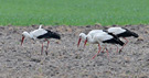 Hvid Stork, Fire af de seks Storke på lokaliteten, Danmark 29. april 2020 Foto: Hans Henrik Larsen