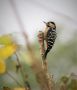 Okkerflagspætte (Dendrocopos macei) Fulvous-breasted Woodpecker, Indien 3. januar 2020 Foto: Paul Patrick Cullen