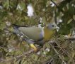 Gyldenhalset Papegøjedue (Treron phoenicopterus) Yellow-footed Green Pigeon, India 1st of January 2020 Photo: Paul Patrick Cullen
