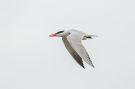 Caspian Tern, Denmark 1st of May 2020 Photo: Carl Bohn