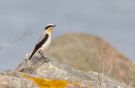 Northern Wheatear, Male, Denmark 9th of May 2020 Photo: Anders Odd Wulff Nielsen