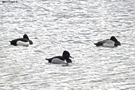 Lesser Scaup, Tufted Duck, Ring-necked Duck and Lesser Scaup , Azores 11th of February 2019 Photo: Bjørn Frikke