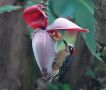 Black-cheeked Woodpecker, Costa Rica 8. februar 2020 Foto: Erik Biering