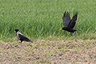 Carrion Crow, Blandingspar Gråkrage x Sortkrage, Denmark 8th of May 2020 Photo: Allan Kjær Villesen