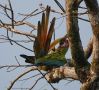 Great Green Macaw, Costa Rica 7th of February 2020 Photo: Erik Biering