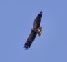 Lesser Spotted Eagle, Denmark 21st of May 2020 Photo: Sebastian Steinar Thorup Hansen