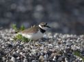 Little Ringed Plover, Denmark 30th of May 2020 Photo: Klaus Dichmann