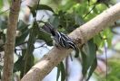 Black-and-white Warbler, Black and White Warbler, Cuba 13th of March 2020 Photo: Erling Krabbe