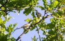 Eastern Olivaceous Warbler, Denmark 17th of June 2020 Photo: Ib Jensen