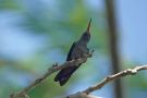 Scala-breasted Hummingbird, Costa Rica 9. februar 2020 Foto: Erik Biering