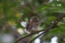 Cuban Pygmy-owl, Cuba 13th of March 2020 Photo: Erling Krabbe