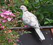 Eurasian Collared Dove, Leucistisk - næsten hvid fugl, Denmark 21st of June 2020 Photo: Allan Kjær Villesen