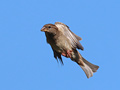 House Sparrow, Female, Denmark 24th of June 2020 Photo: Hans Henrik Larsen