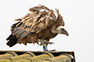 Griffon Vulture, Blå farvering 0A1, Denmark 28th of June 2020 Photo: Allan Kjær Villesen