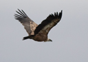 Griffon Vulture, Denmark 28th of June 2020 Photo: Allan Kjær Villesen