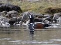 Harlequin Duck, Male, Iceland 19th of June 2019 Photo: Klaus Dichmann