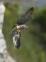 Peregrine Falcon, ungfugl, Denmark 14th of June 2020 Photo: John Larsen