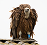 Griffon Vulture, Humpback, Denmark 28th of June 2020 Photo: Allan Kjær Villesen
