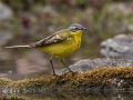 Western Yellow Wagtail, Denmark 10th of May 2020 Photo: Per Boye Svensson