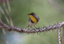 Olive-capped Warbler, Cuba 15. marts 2020 Foto: Erling Krabbe