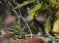Yellow-headed Warbler, Cuba 15th of March 2020 Photo: Erling Krabbe
