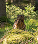 Eurasian Eagle-Owl, Skovtrold, Denmark 4th of May 2020 Photo: Allan Kjær Villesen