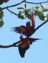 Scarlet Macaw, Costa Rica 18. februar 2020 Foto: Bo Valeur