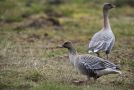 Pink-footed Goose, Norway 24th of June 2020 Photo: Per Boye Svensson