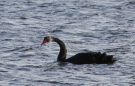 Black Swan, Denmark 11th of July 2020 Photo: Hans Henrik Larsen
