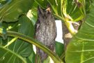 Pacific-Screech-Owl-, Costa Rica 6. februar 2020 Foto: Carl Bohn