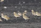 Pacific Golden Plover, Poland 9th of August 2020 Photo: Marcin Solowiej