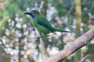 Emerald-Toucanet-, Costa Rica 1. februar 2020 Foto: Carl Bohn