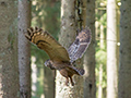 Eurasian Eagle-Owl, Mellem stammerne, Denmark 4th of May 2020 Photo: Allan Kjær Villesen