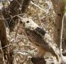Bengalhornugle (Bubo bengalensis) Indian Eagle-Owl, Indien 2. februar 2020 Foto: Paul Patrick Cullen